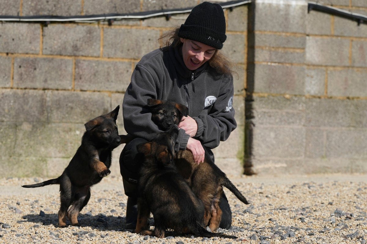 Guardians Unleashed: How Elite Dogs and Sports Stars Team Up to Thwart Burglars!